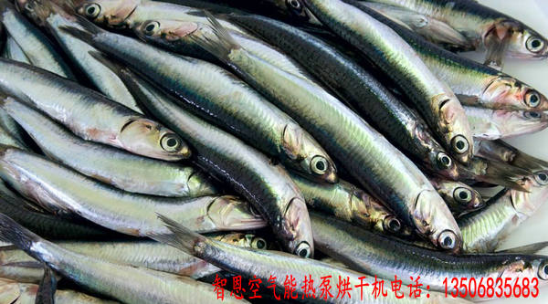 鳳尾魚烘干機(jī)